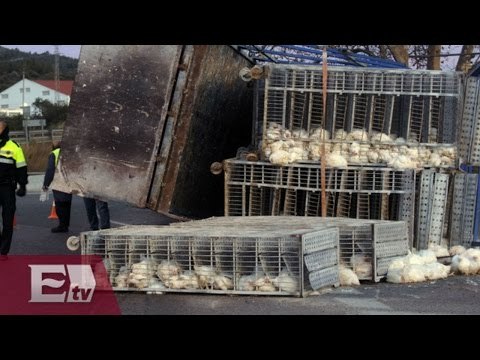 Tráiler que transportaba pollos se voltea en glorieta de la Raza / Vianey Esquinca