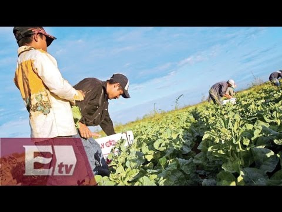 Alistan redadas agrícolas para proteger a jornaleros / Titulares de la tarde