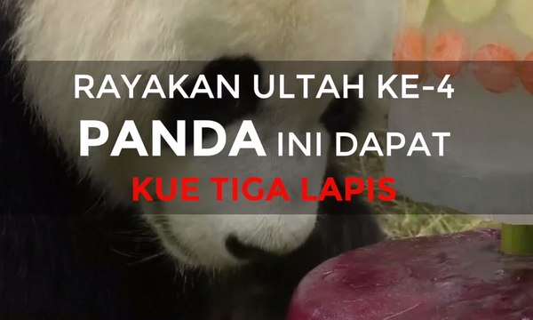 Rayakan Ultah ke-4, Panda Ini Dapat Kue Tiga Lapis