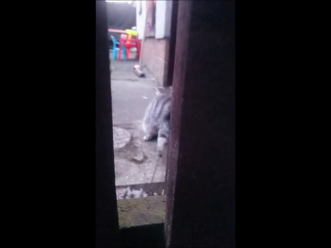 Kittens claw stuck in rope, rescued! lol :D