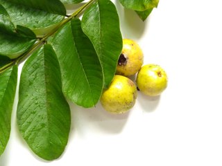 My rabbit eating guava