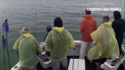 2 gros requins surgissent autour du même bateau et dévorent les prises des pecheurs