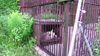 Pendant plus de 30 ans, cette ourse est restée captive, regardez maintenant sa réaction lorsqu’elle est enfin libérée..