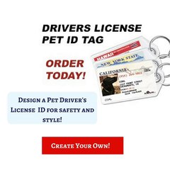 Pet Driver’s License to Help Dog all Around the World