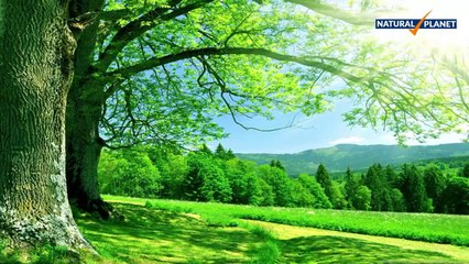 Beautiful Awesome Natural Image Collection