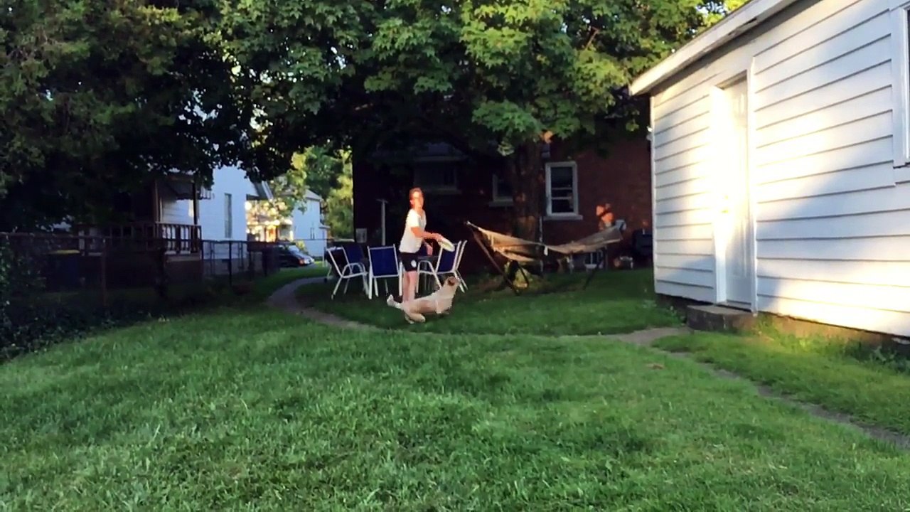 Frisbee Dog Fail