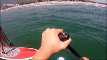 Paddle boarders have close encounter with great white shark