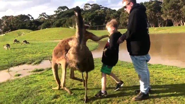 Un kangourou met un coup à un enfant