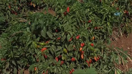 İsot Hem Ağızları Hem de Cepleri Yakacak