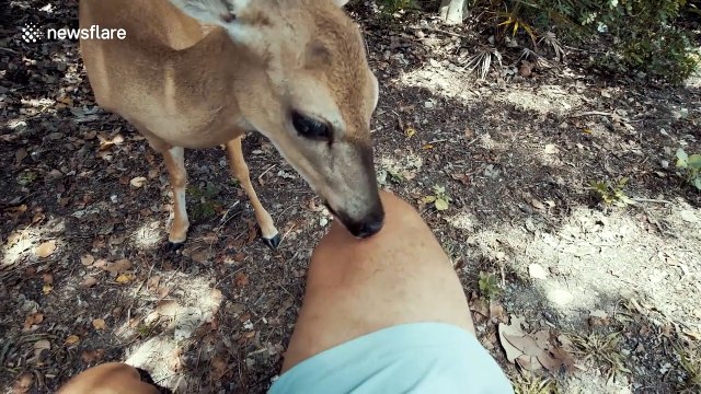 Friendly wild deer licks man's leg