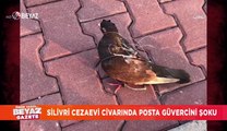 Silivri Cezaevi civarında ''Posta Güvercini'' şoku