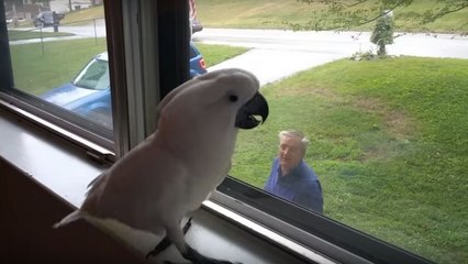 Un cacatoès heureux de revoir son propriétaire