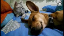 prank pets funny pet video compilation cat and dog