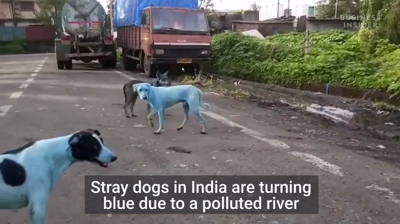 En Inde, les chiens deviennent bleus après avoir baigné dans une rivière polluée