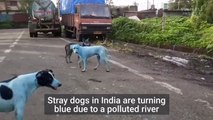 En Inde, les chiens deviennent bleus après avoir baigné dans une rivière polluée