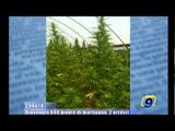 CORATO | Rinvenute 600 piante di marijuana, 2 arresti