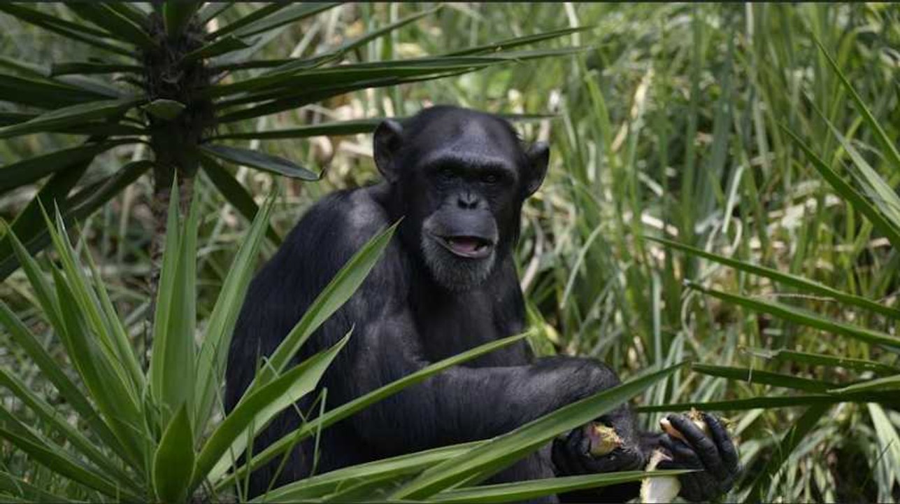 Des chimpanzés ont appris les règles du chifoumi