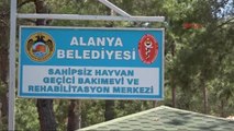 Antalya Sokak Hayvanları ve Yaban Hayvanlarına Özel Barınak