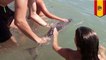 Baby dolphin: Tourists surround dolphin to take photos, send it to the great beyond - TomoNews