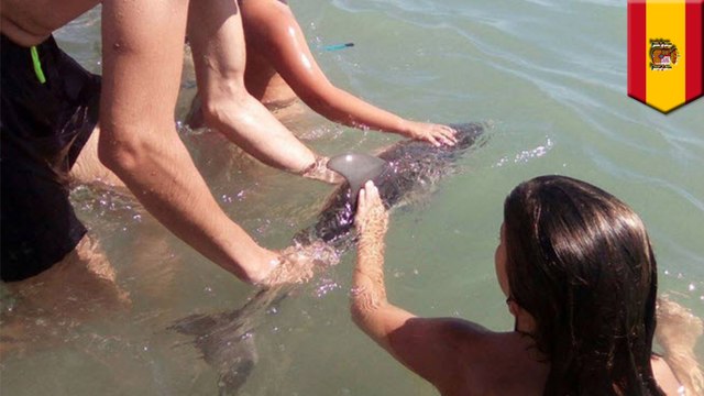 Baby dolphin: Tourists surround dolphin to take photos, send it to the great beyond - TomoNews