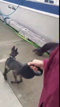 Cette loutre joue avec un chiot comme si c'était son frère !