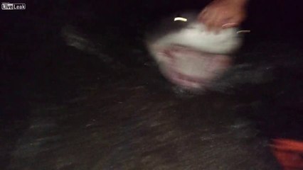 Ils pèchent un requin blanc par erreur de nuit !!