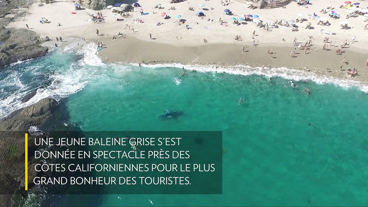 Baleine grise