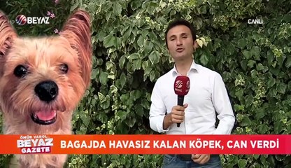 Otobüs bagajında taşıdıkları köpek öldü