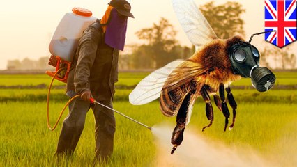 Video herunterladen: Popular pesticides stop bees from laying eggs