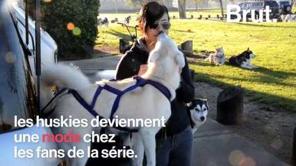 Quand Game of Thrones provoque l'abandon des huskies