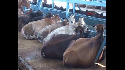 Denizli'de hayvan pazarı için web sitesi kuruldu