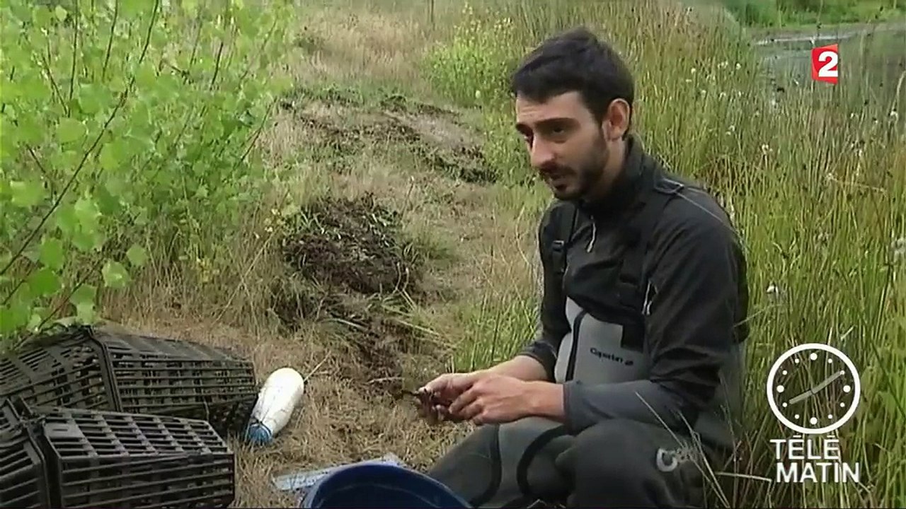 Allier : une lutte contre l'écrevisse de Louisiane