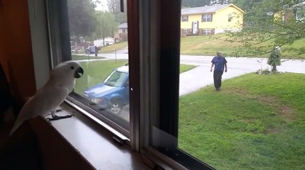 Un cacatoès très heureux de revoir son propriétaire