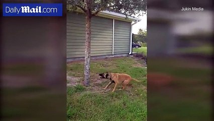 Amazing gymnastic dog tires to break branch from tree