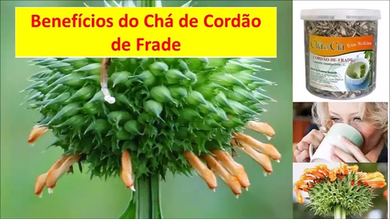 Benefícios do Chá de Cordão de Frade[8]