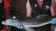 Des baigneurs jouent avec un bébé dauphin à l'agonie au lieu d'appeler les secours