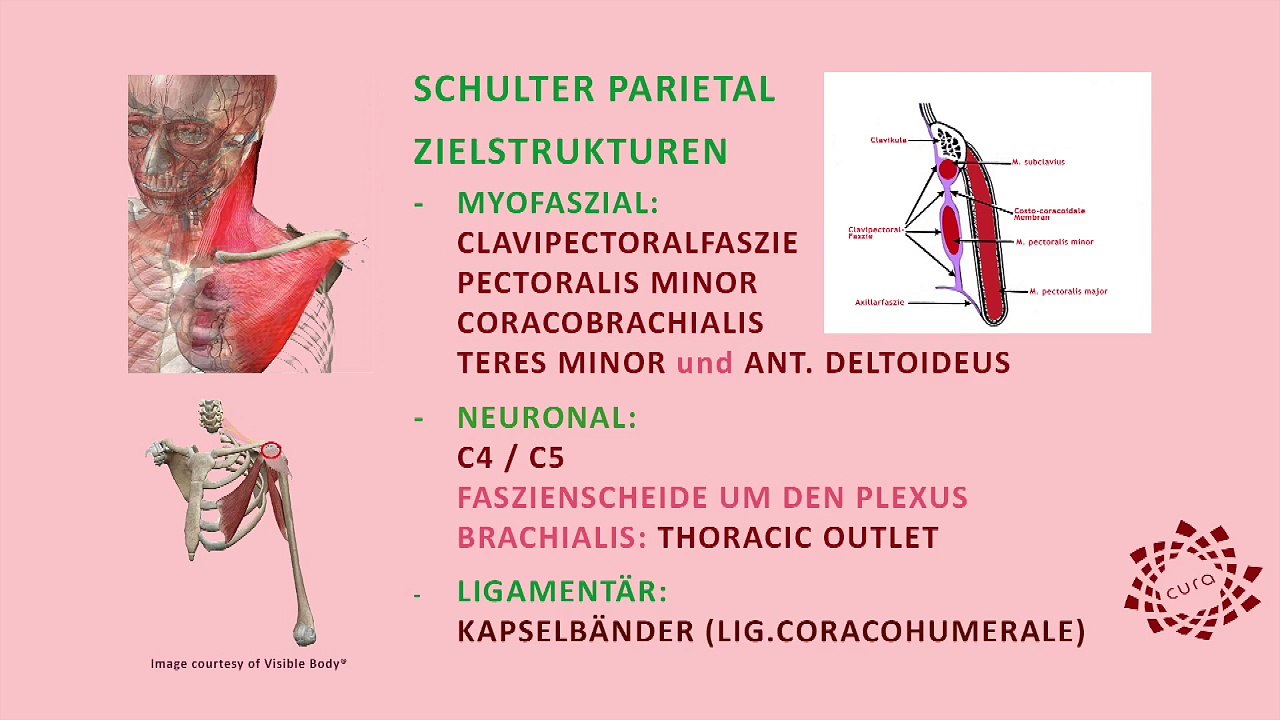 Schulter parietale Osteopathie