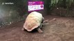 Two giant tortoises mate loudly at UK zoo