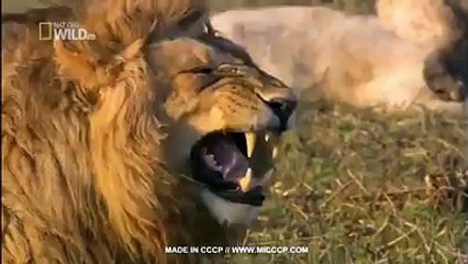 You Can't Stay Without Laughing-2-A funny vedio clip-2017