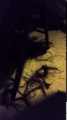 Johnny Romano shaves a fans hair