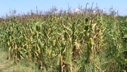 Mısır ve Soya Birlikte Ekilip Slajlık Yem Üretildi
