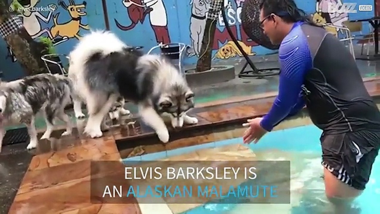 See why this dog is just like a cat...