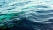Des baleines barbotent tranquillement entre les Issambres et Sainte-Maxime