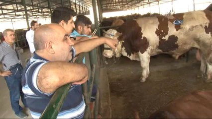 Otomobil Fiyatına Kurbanlık