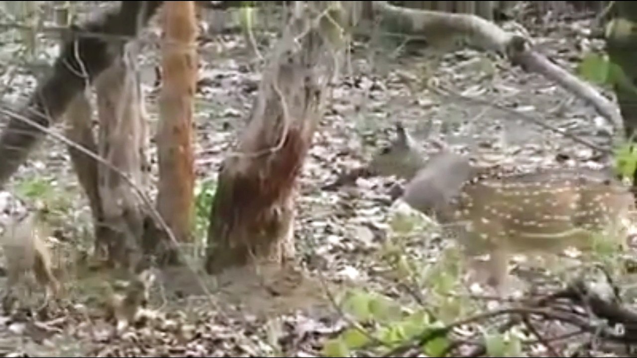 Deer and Fox fighting