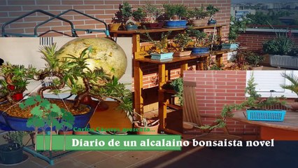 Jacaranda BZ Alambrado y Poda (07/08/2016)