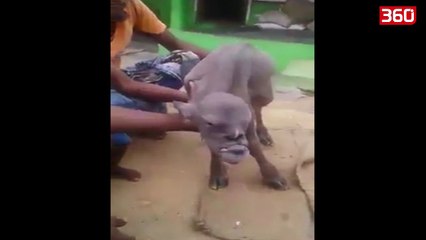 Lind kafsha e cuditshme me fytyre njeriu e trup dhie (360video)