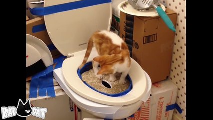 Cat Toilet Training