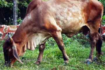 Cows in the Road - Thailand