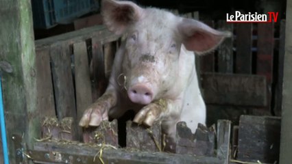 Bienvenu à la Ferme du bonheur